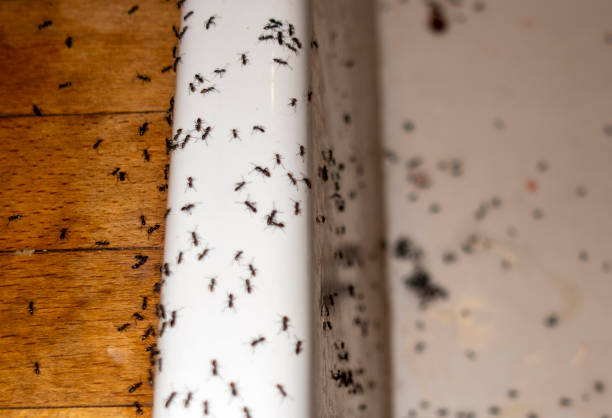 Wasp Removal Services in Seaside, OR